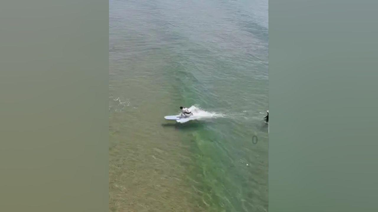 逃离棕榈树森林