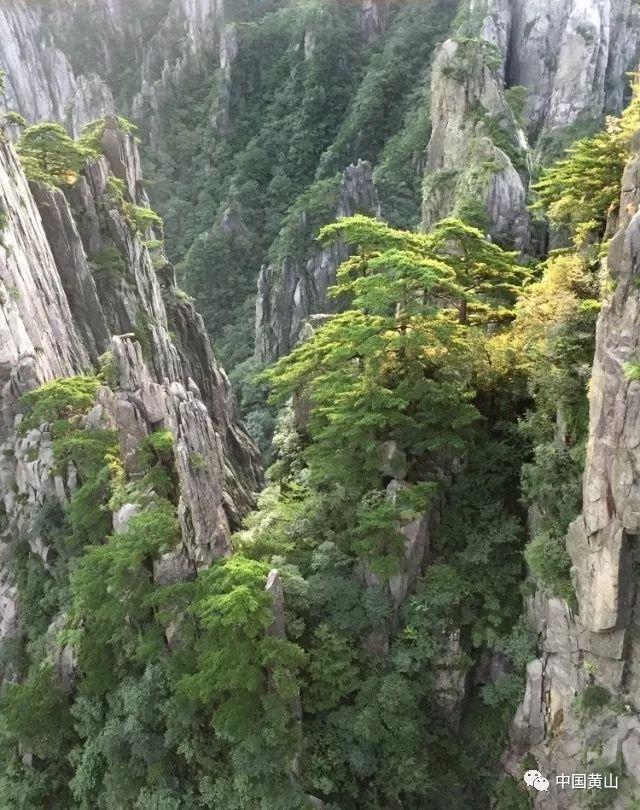 天天趣抓